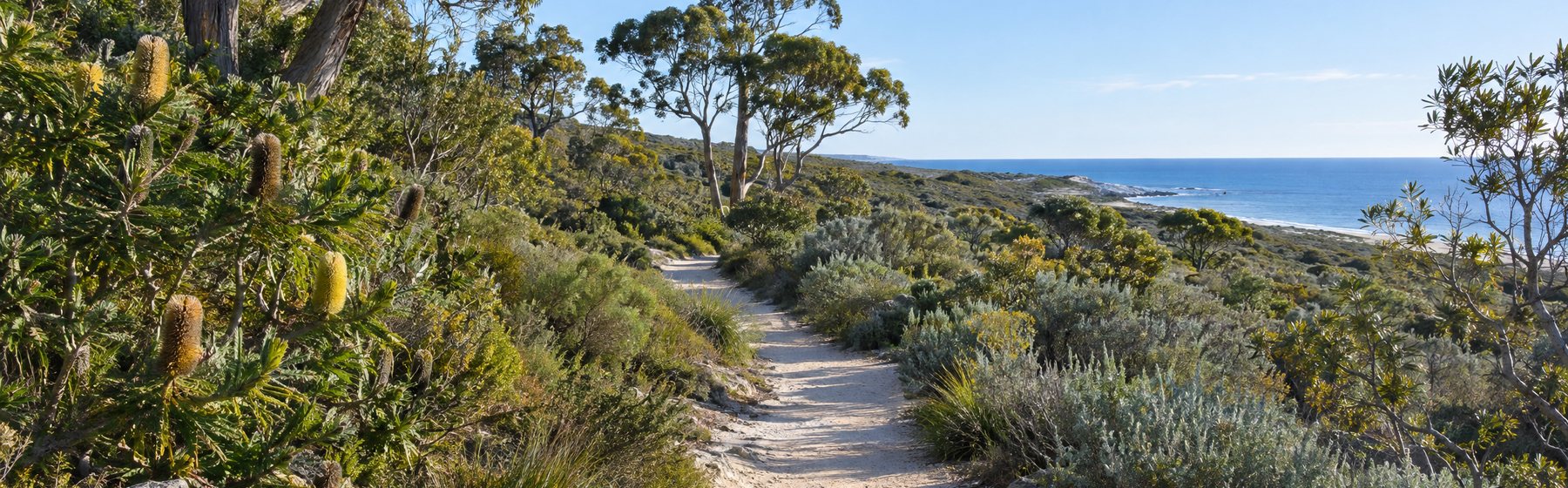 A sandy walking track winding through coastal banksia scrub towards the sea